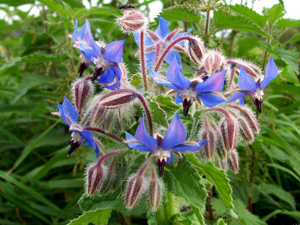 Borage