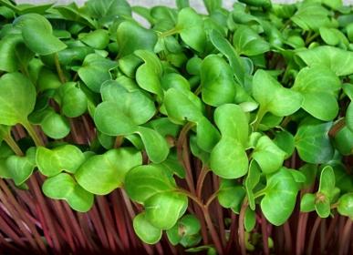 Radish for Microgreens
