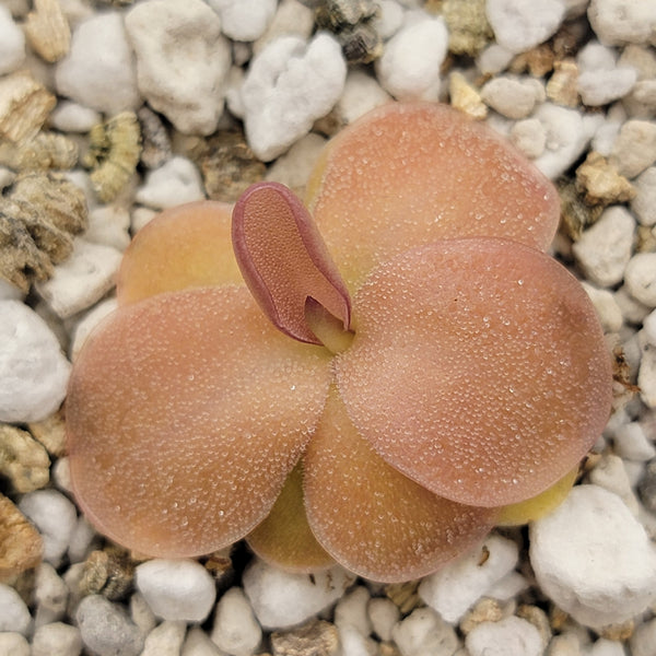 Pinguicula sp. Guatemala