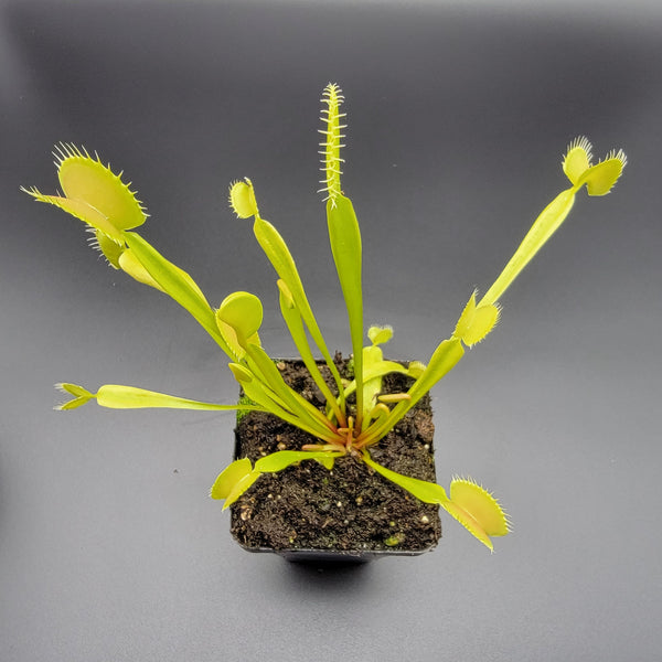 Venus flytrap (Dionaea muscipula) 'B52' x 'DC-XL'