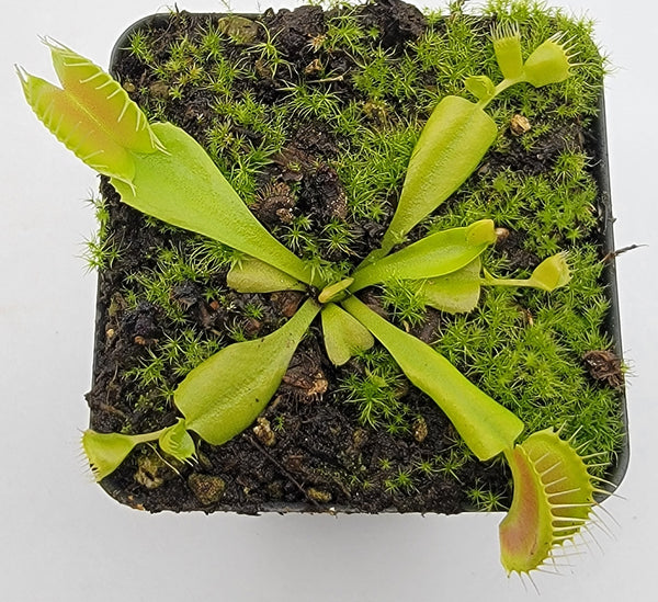 Venus flytrap (Dionaea muscipula) 'Double Trouble'