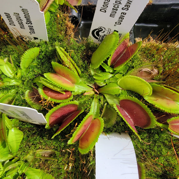 Venus flytrap (Dionaea muscipula) 'Guava Sawtooth'