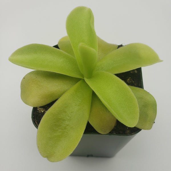 Pinguicula gigantea