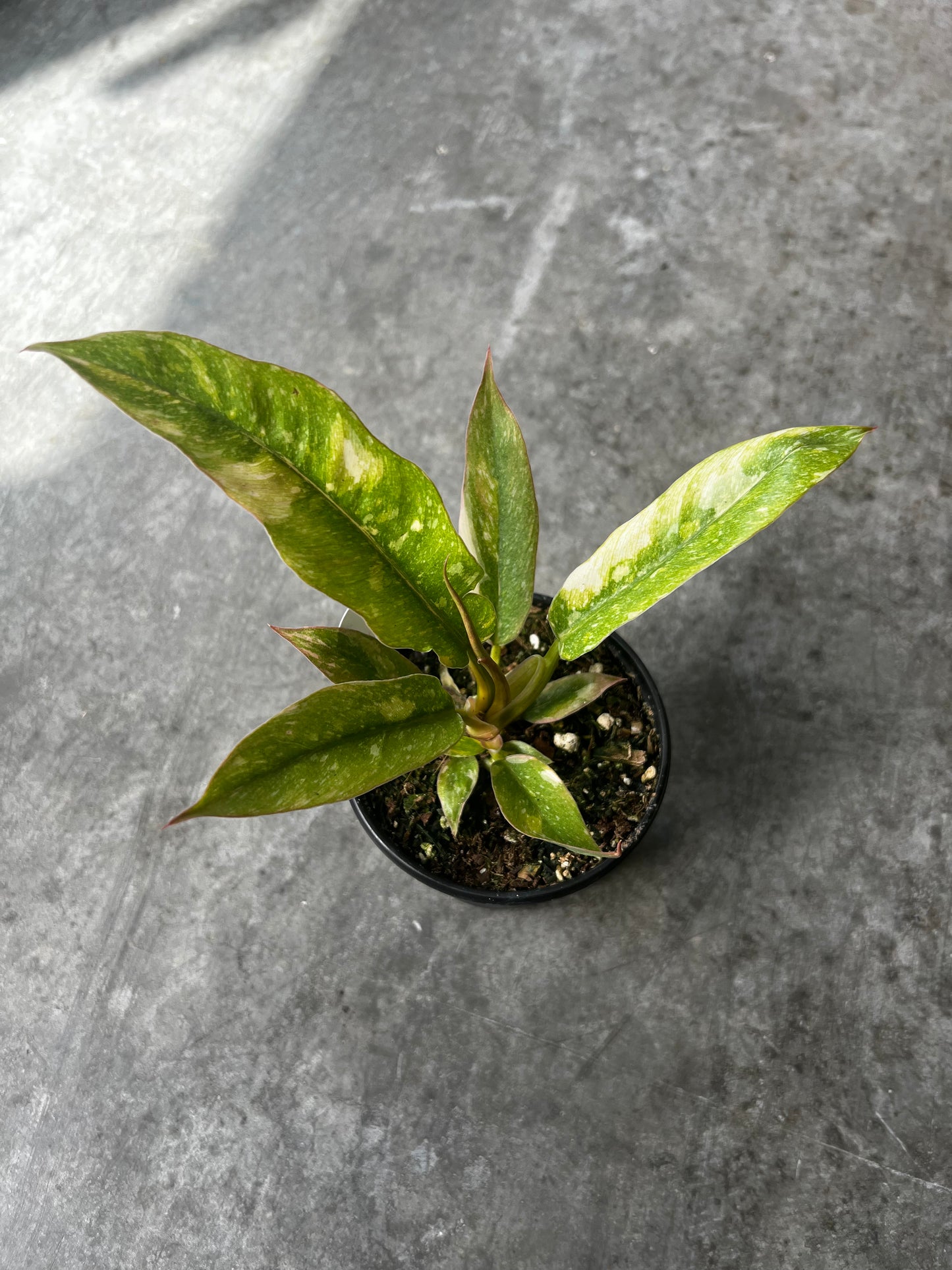 Philodendron Ring of Fire