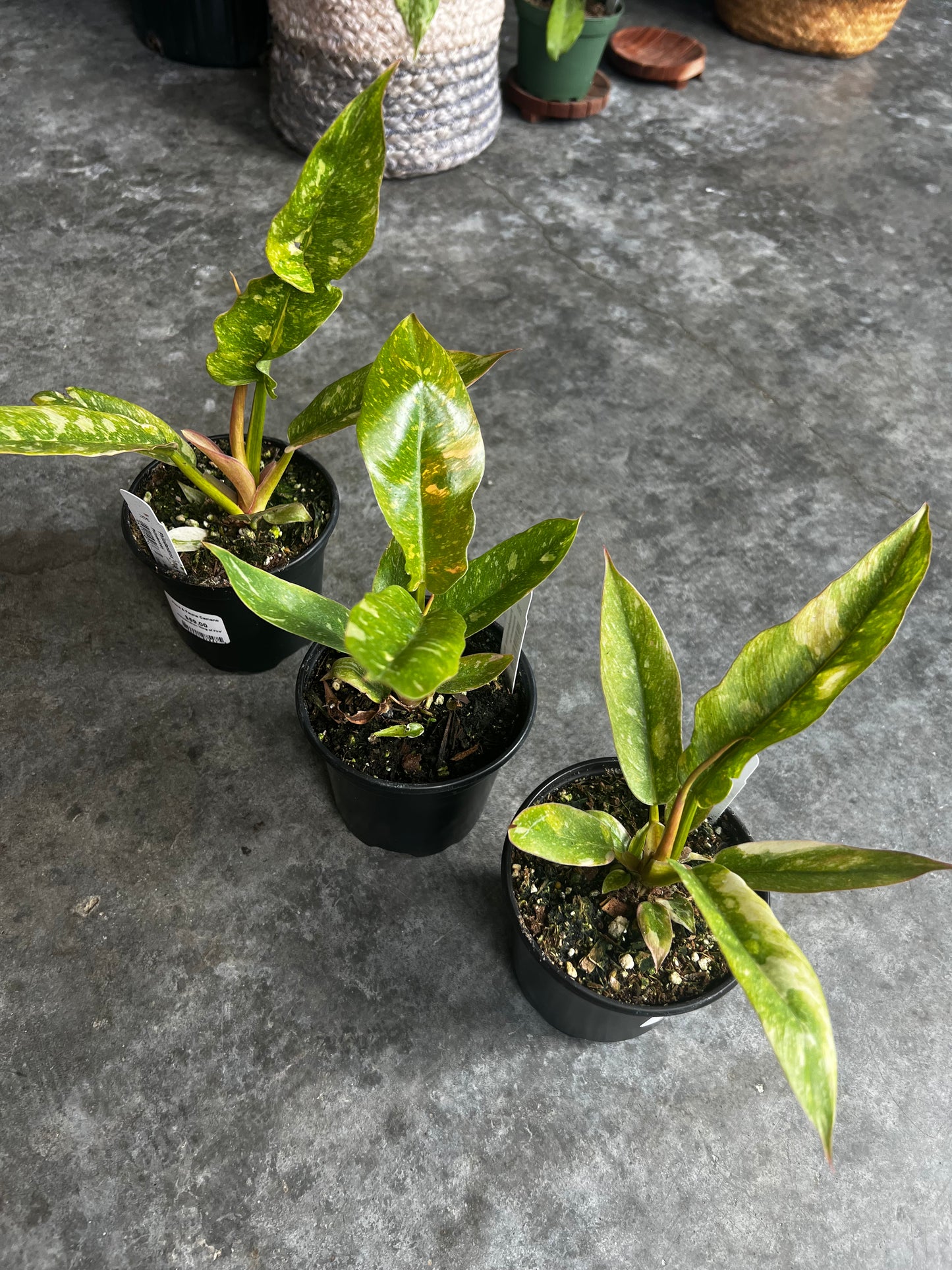 Philodendron Ring of Fire