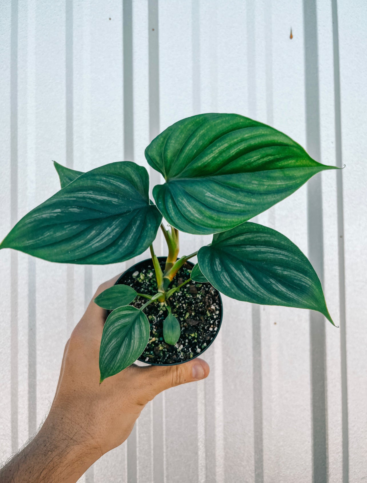 Philodendron Plowmanii