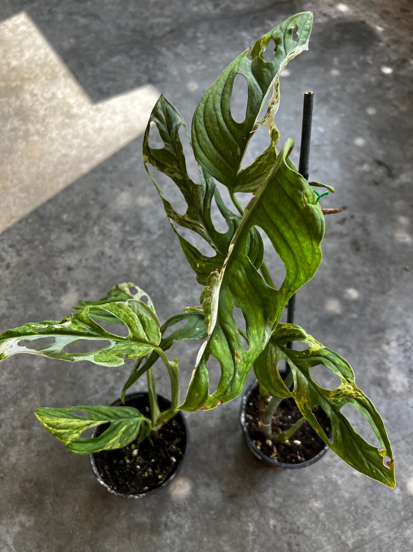 Monstera Adansonii Mint