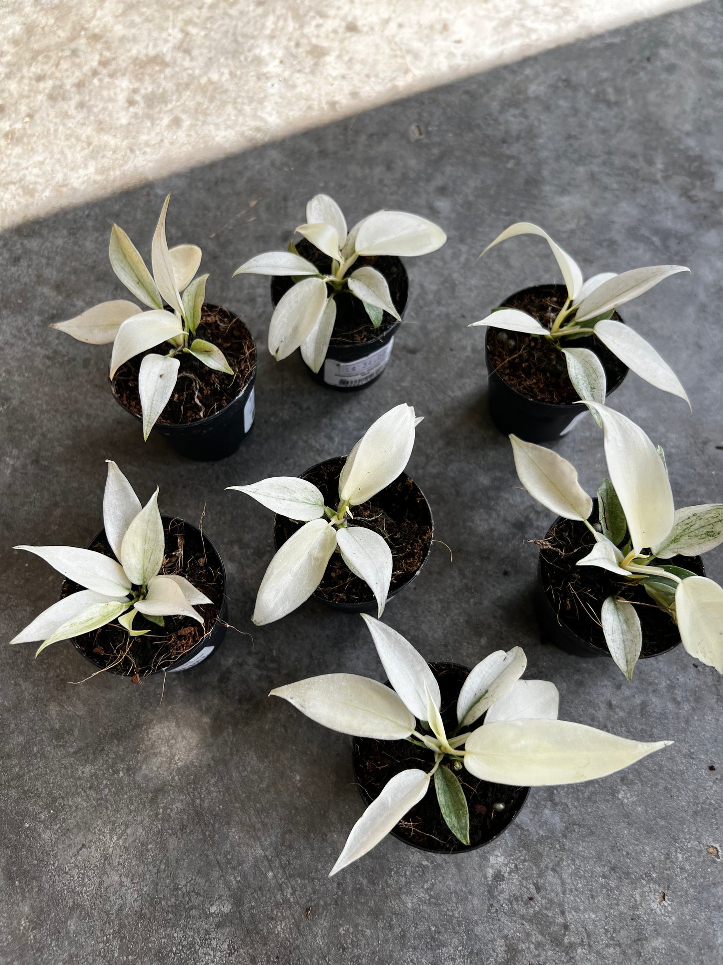 Philodendron Florida Ghost Mint