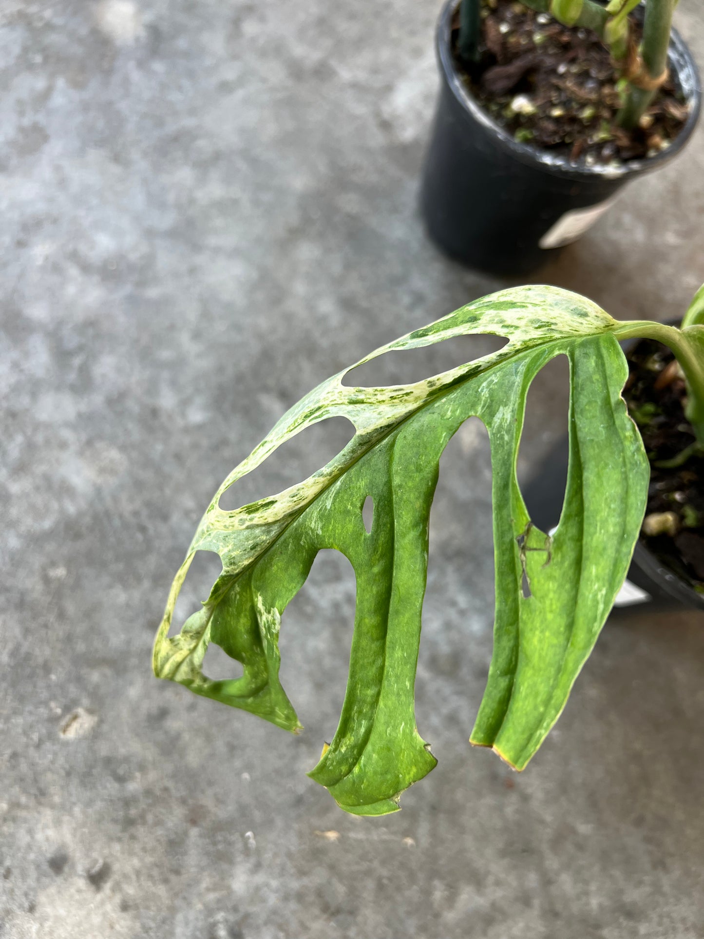 Monstera Adansonii Mint