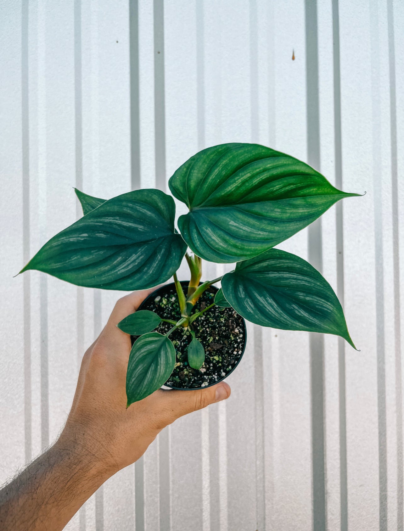 Philodendron Plowmanii