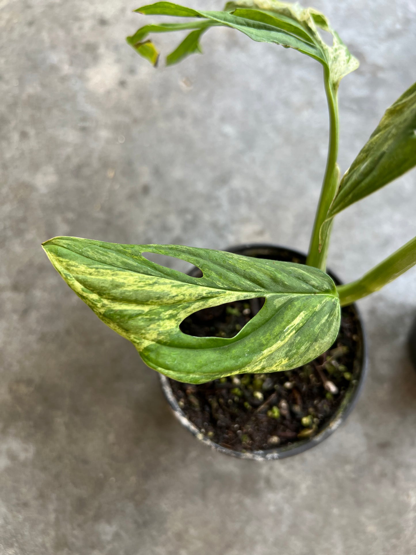 Monstera Adansonii Mint