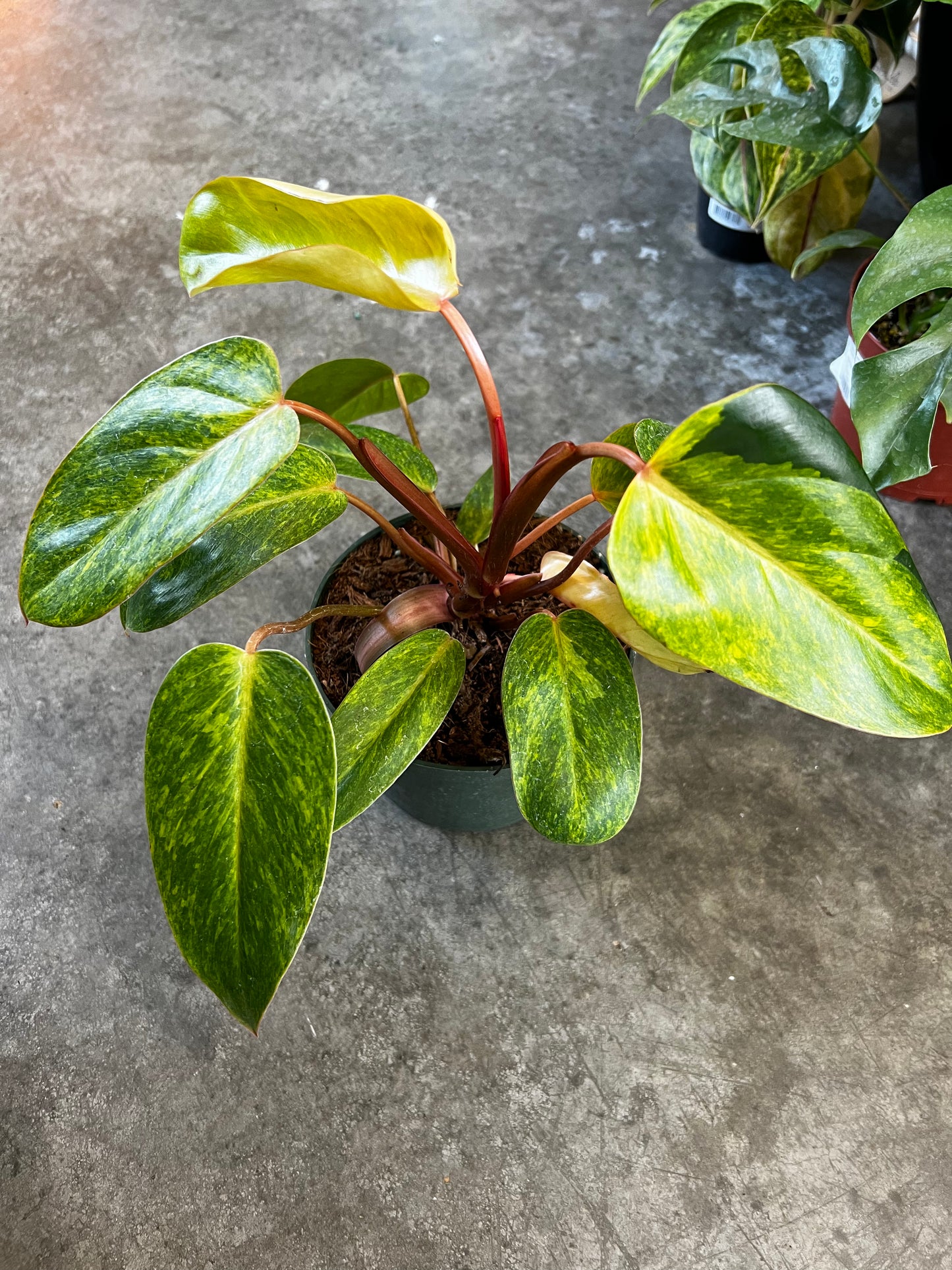 Philodendron Painted Lady