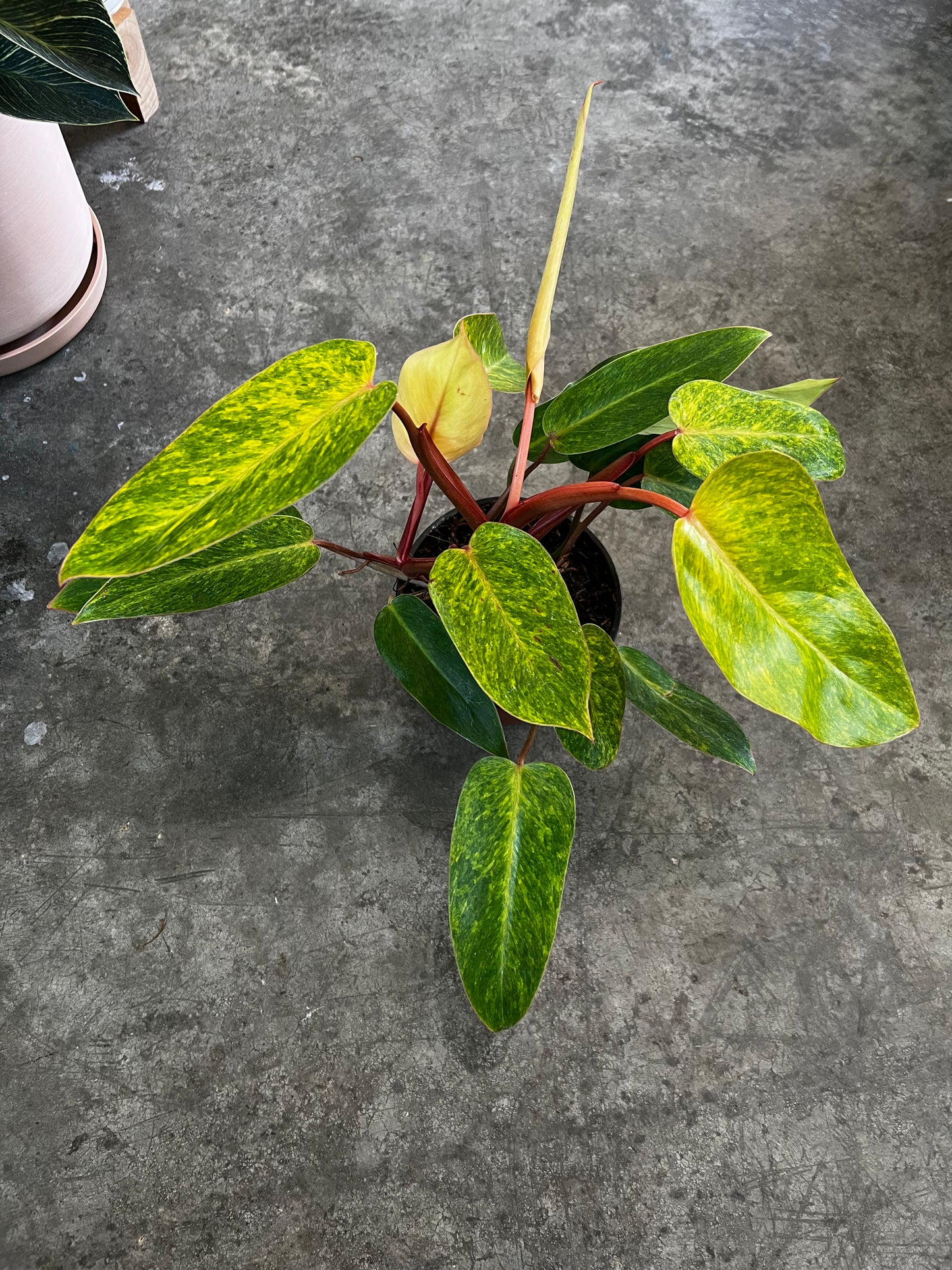 Philodendron Painted Lady