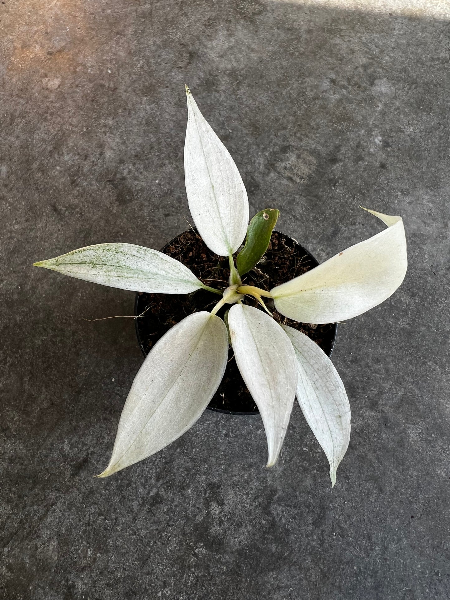 Philodendron Florida Ghost Mint