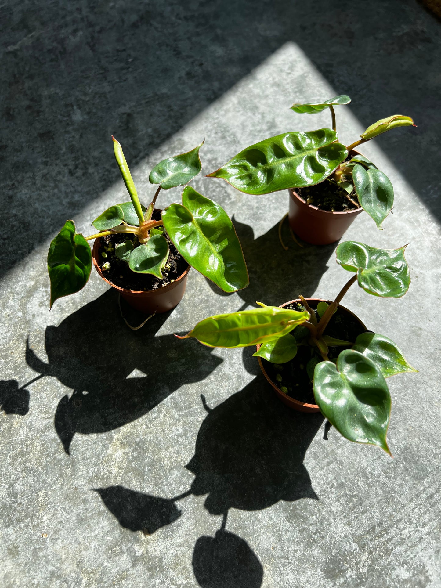 Philodendron Billietiae