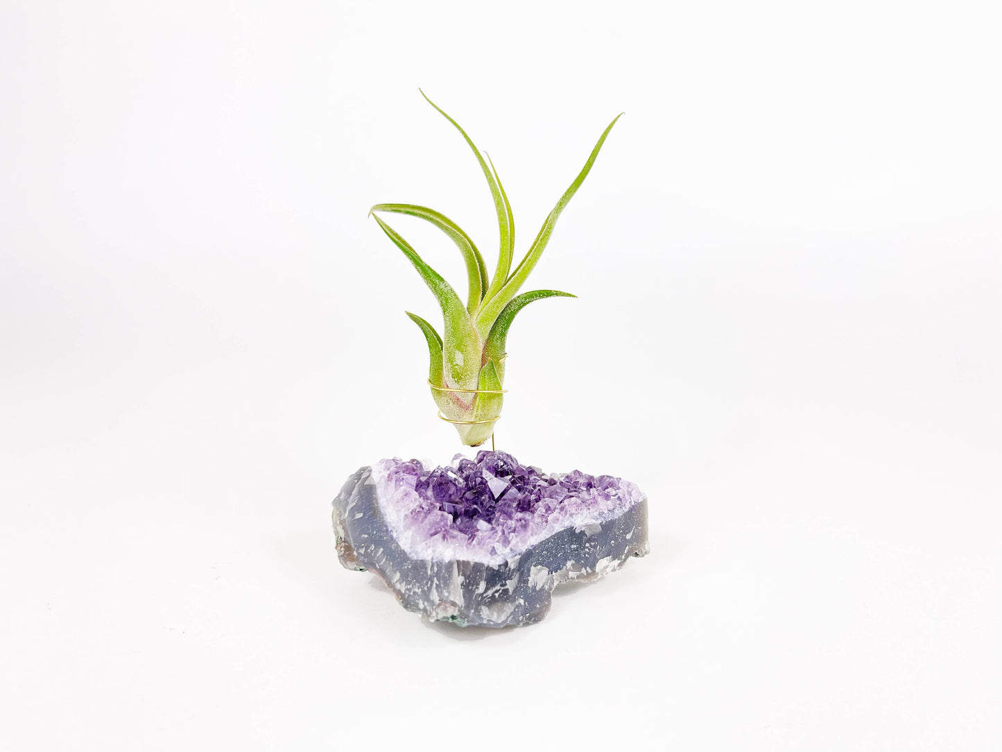 Amethyst Geode Air Plant Holder/Display with Air Plant