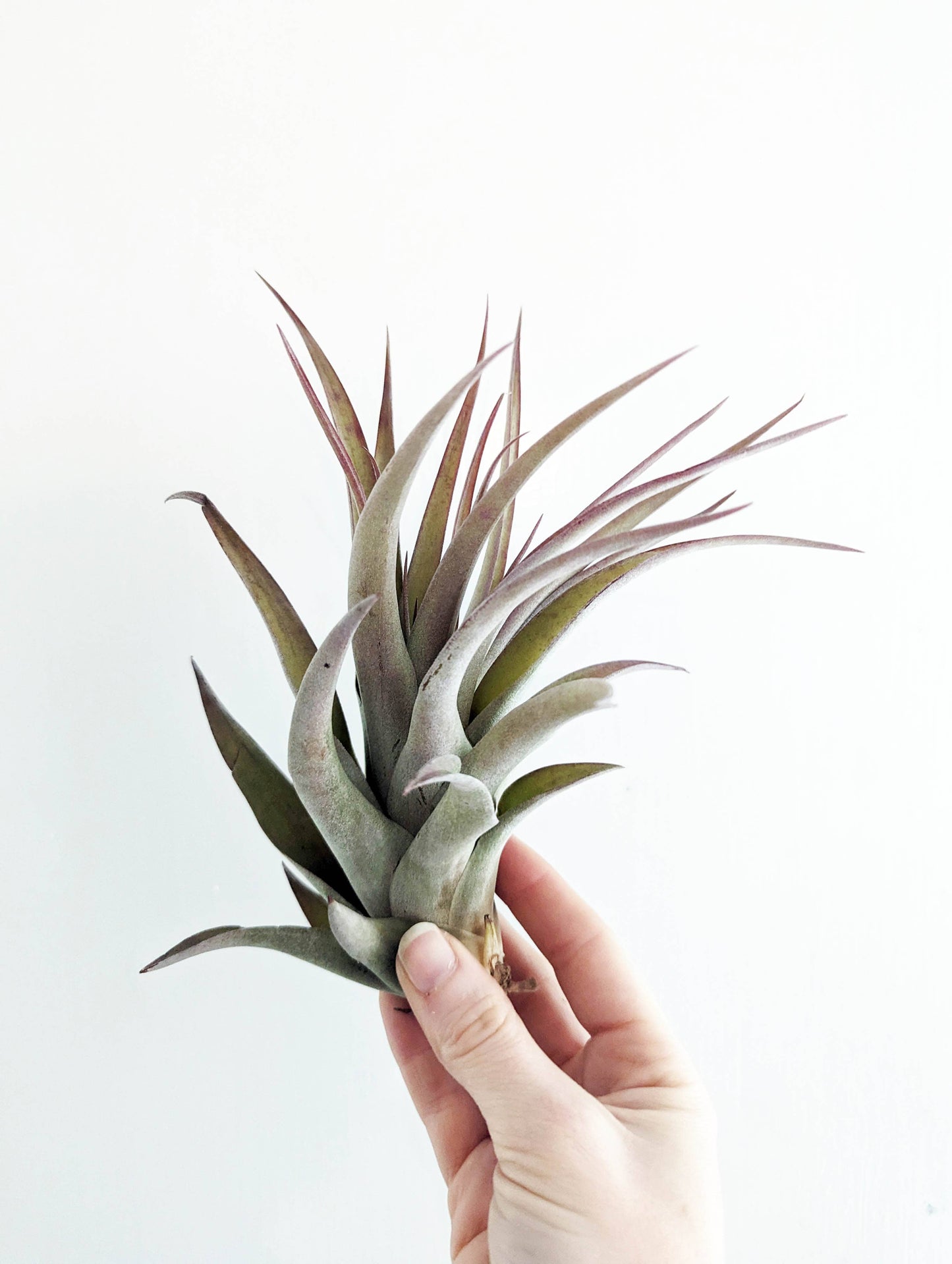 Tillandsia Capitata Peach - X-Large Air Plant