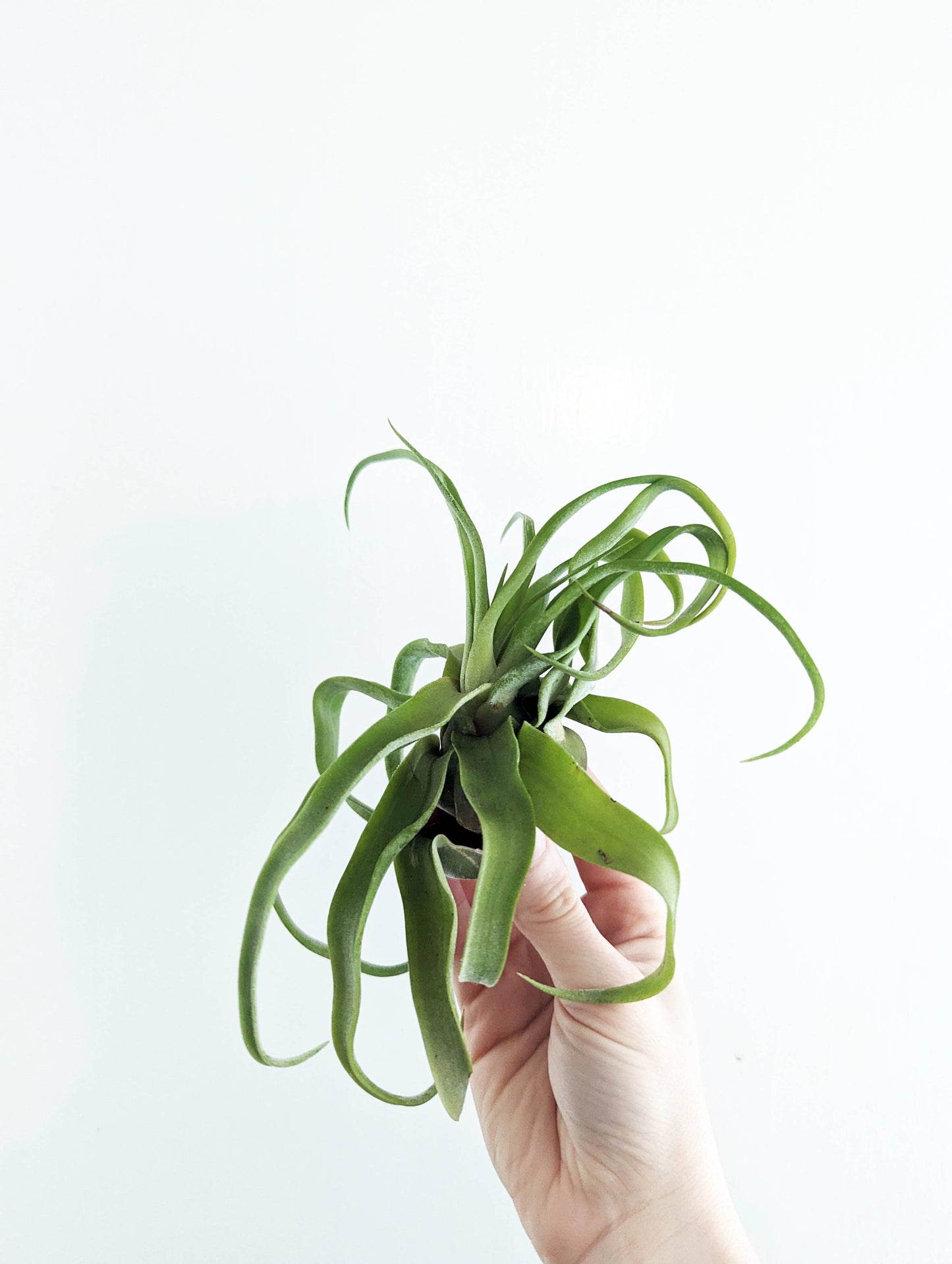 Tillandsia Strepto
