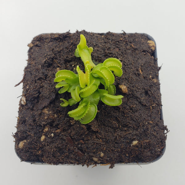 Venus flytrap (Dionaea muscipula) "GJ Giant Cudo"