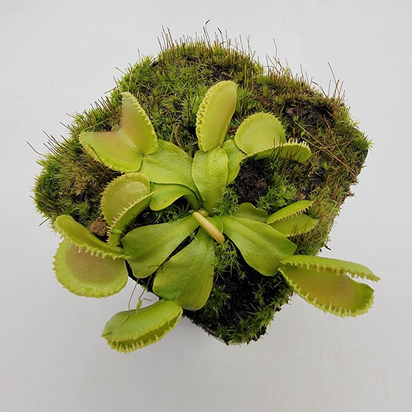 Venus flytrap (Dionaea muscipula) 'Cracker'