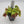 Venus flytrap (Dionaea muscipula) 'B52' x 'DC-XL'