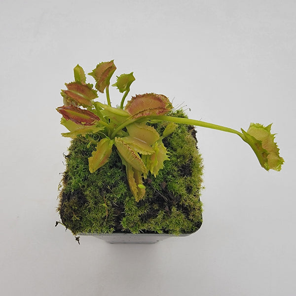 Venus flytrap (Dionaea muscipula) "Biohazard II"