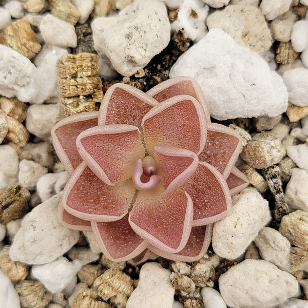 Pinguicula ehlersiae 'Victoria'