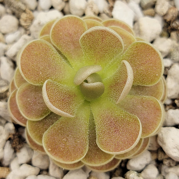 Pinguicula "El Mirador"