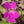 Pinguicula hemiepiphytica x zamudioana