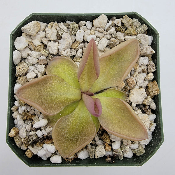 Pinguicula hemiepiphytica x zamudioana