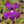Pinguicula gypsicola x moctezumae