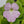 Pinguicula 