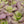 Pinguicula agnata 'Ekuma'