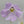 Pinguicula mirandae x (laueana CP2 x emarginata)