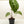 Anthurium Crystallinum