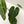 Anthurium Crystallinum