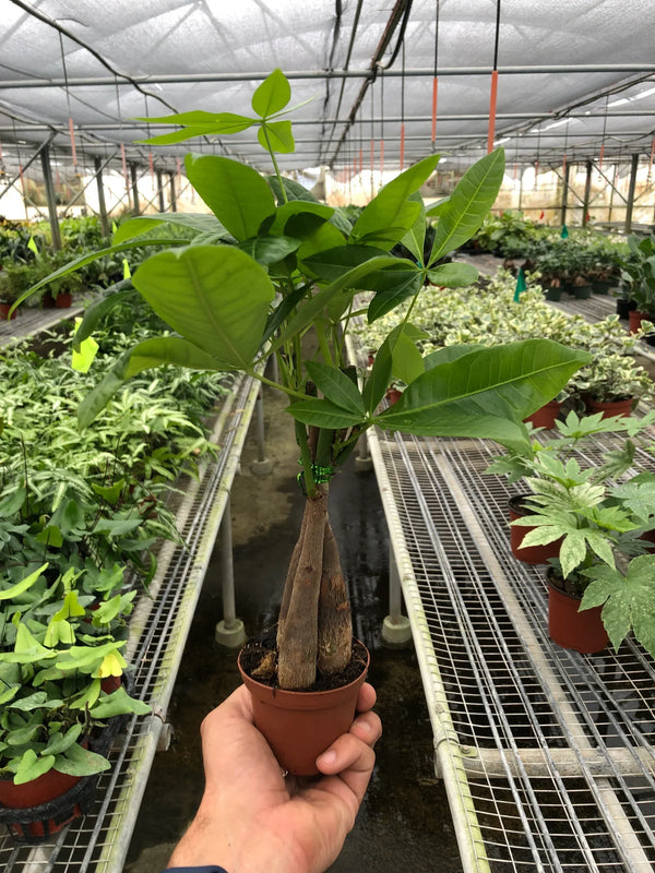 Money Tree 'Guiana Chestnut' Pachira Braid