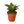 Snake Plant Black Robusta