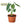 Alocasia Micholitziana 'Frydek'
