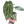 Anthurium Crystallinum