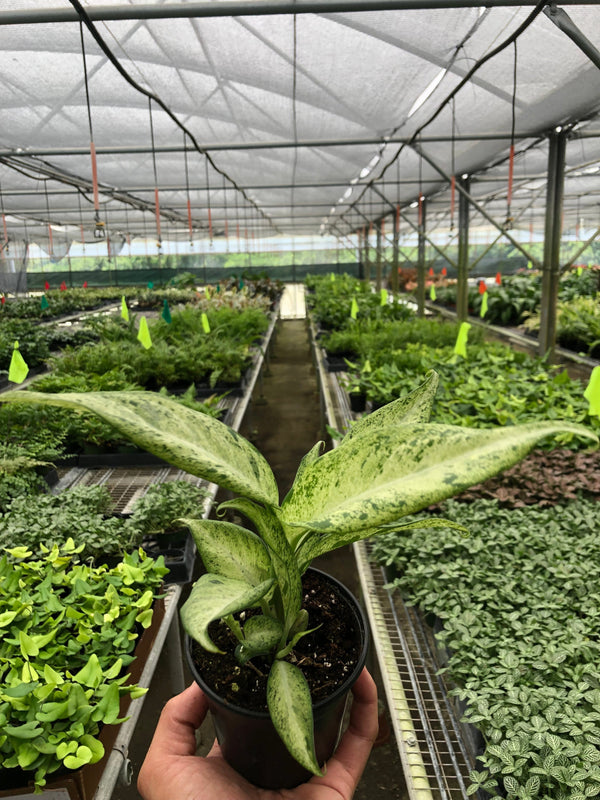 Dieffenbachia 'Camouflage'