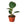 Philodendron 'Congo Rojo'
