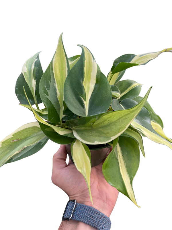 Philodendron 'Silver Stripe'