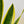 Snake Plant Laurentii