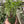 Euphorbia 'Sausage Spurge'
