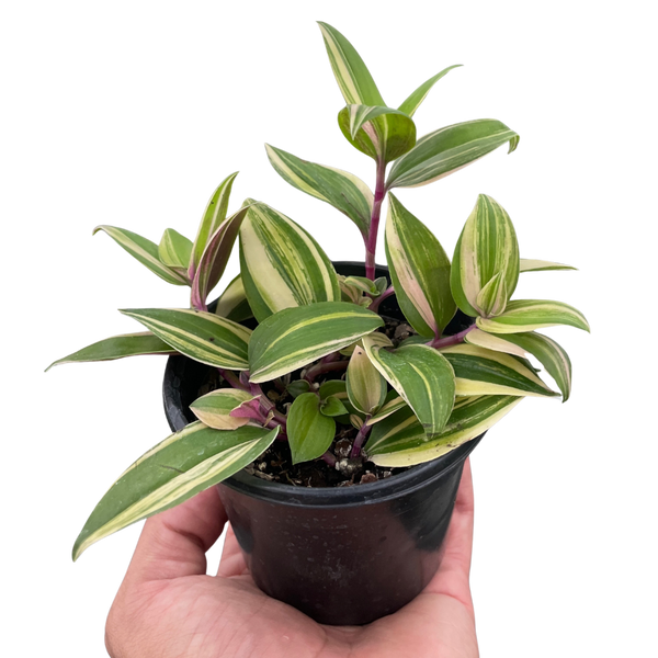 Tradescantia 'Tricolor'