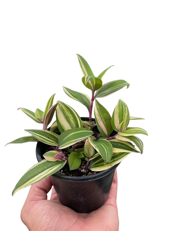 Tradescantia 'Tricolor'