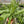 Fern 'Crocodile'