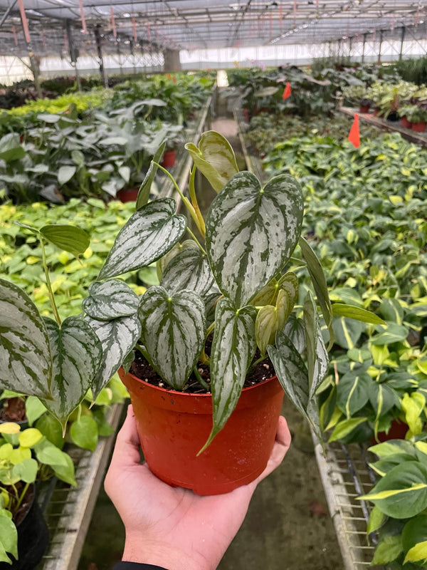 Philodendron 'Brandi'