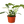 Philodendron Jose Bueno